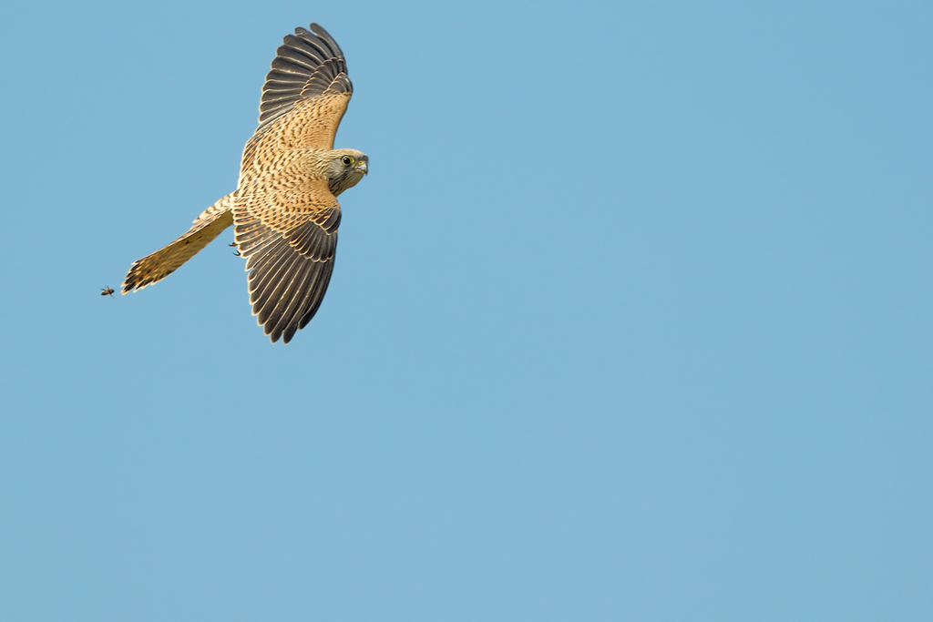 gheppio (falco tinnunculus)